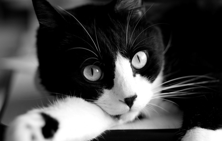 Мрачные коты