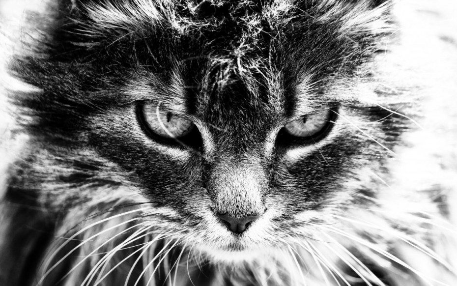 Грозная кошка