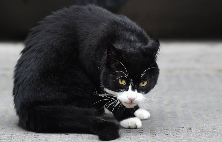 Андрей котик