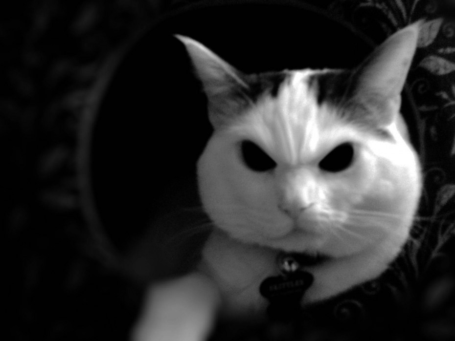 Злая кошка