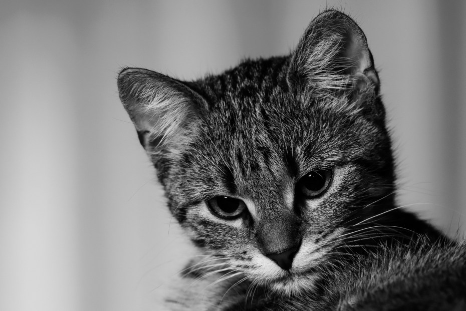 Кошка белая