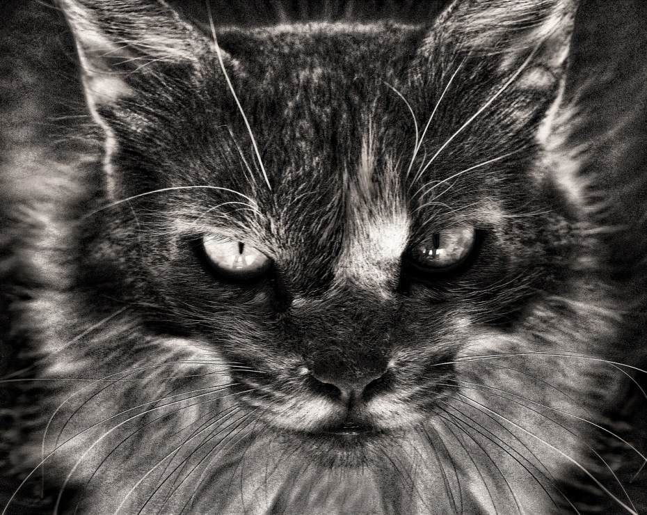 Котенок черно-белый