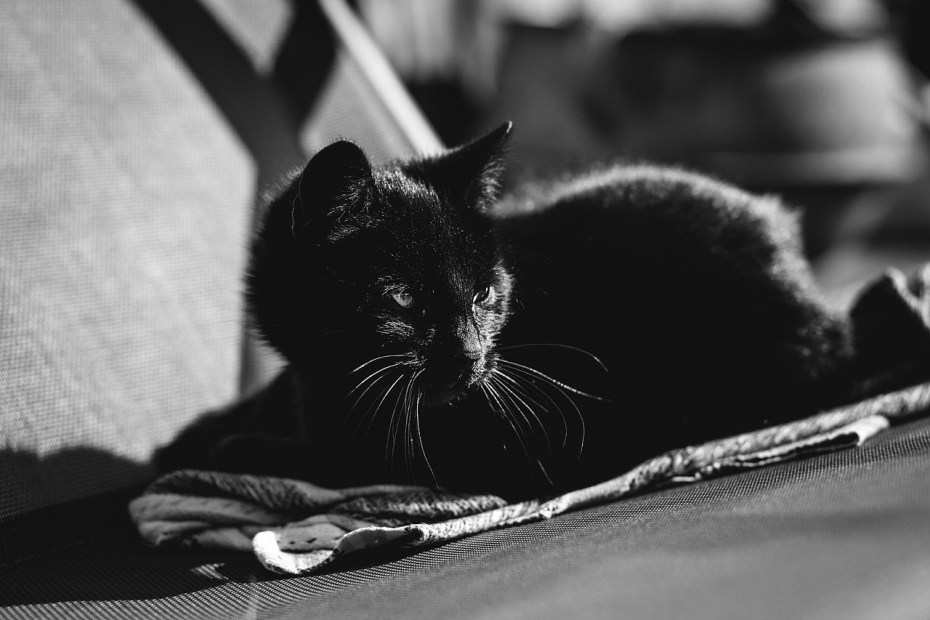 Портрет кота