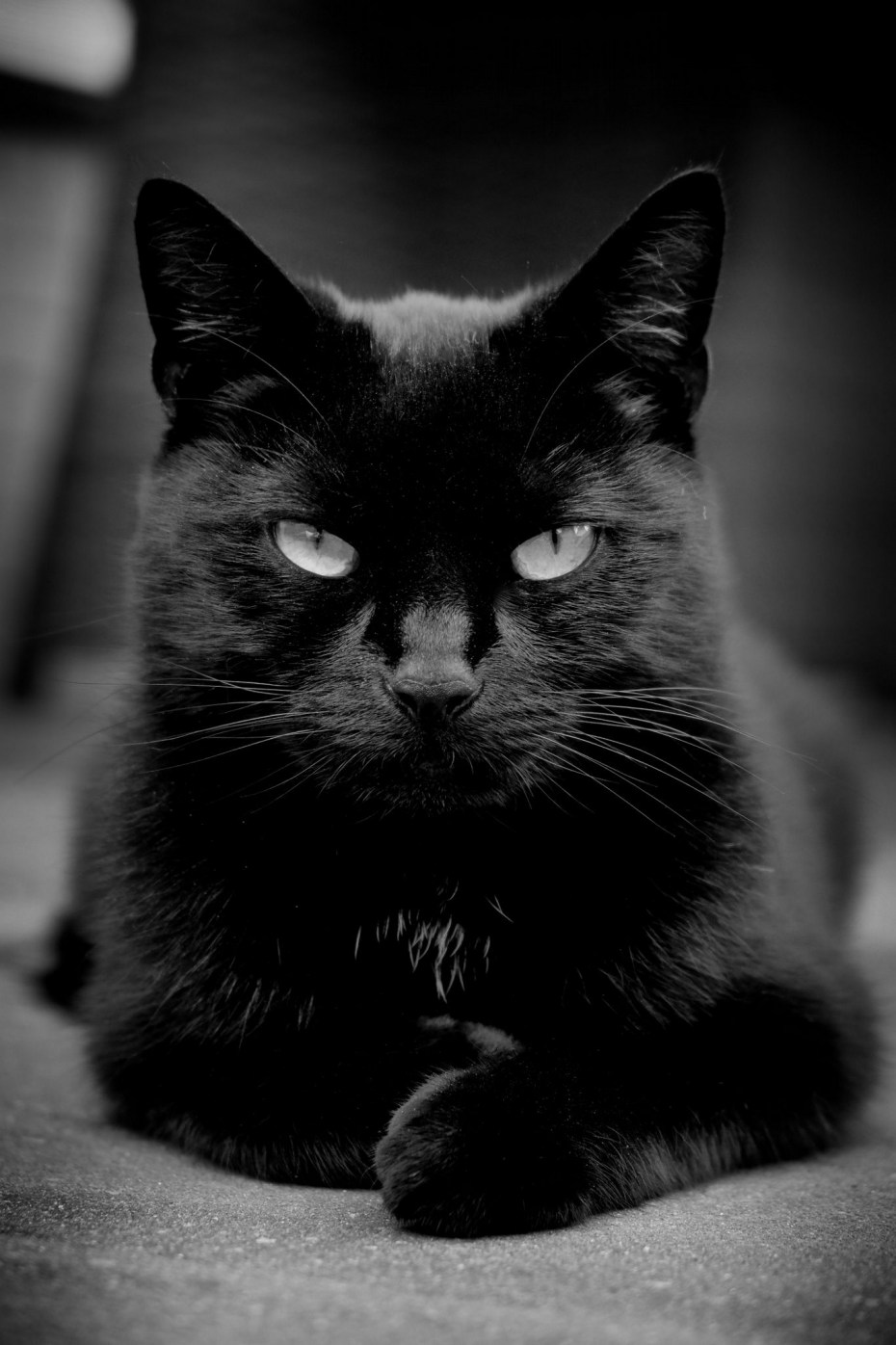 Чёрный кот