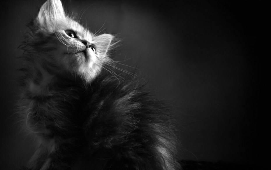 Кошка черная с белым
