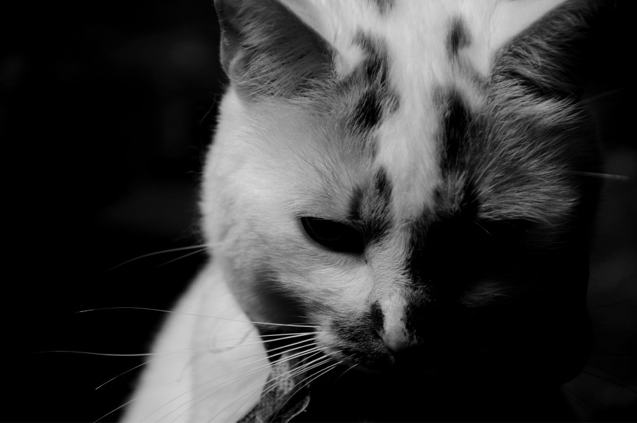 Злая кошка