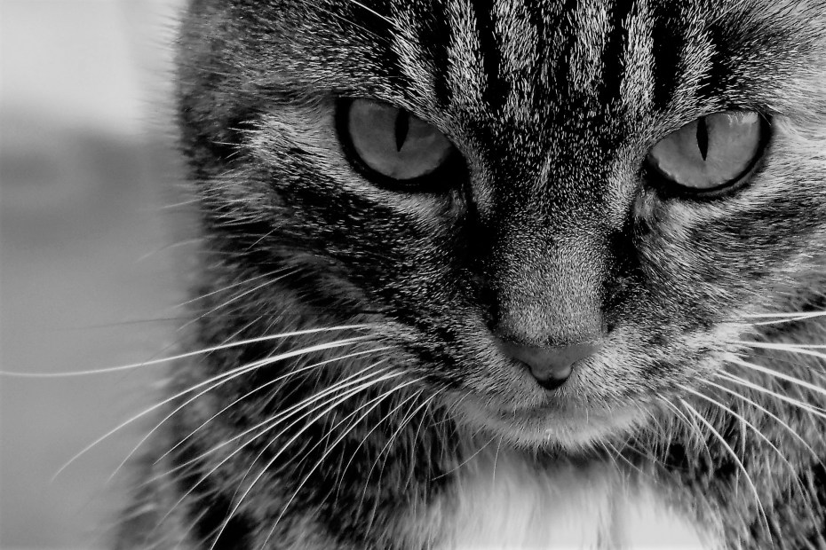 Злая кошка