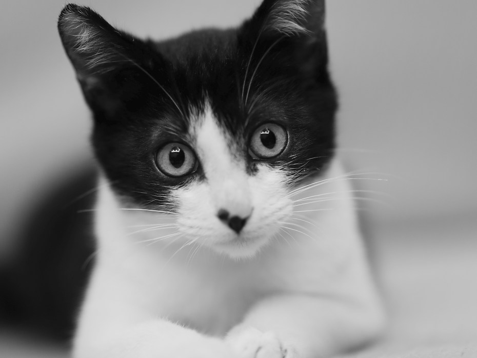 Чёрные коты в лесу