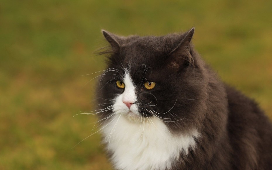 Бруклин коты чб