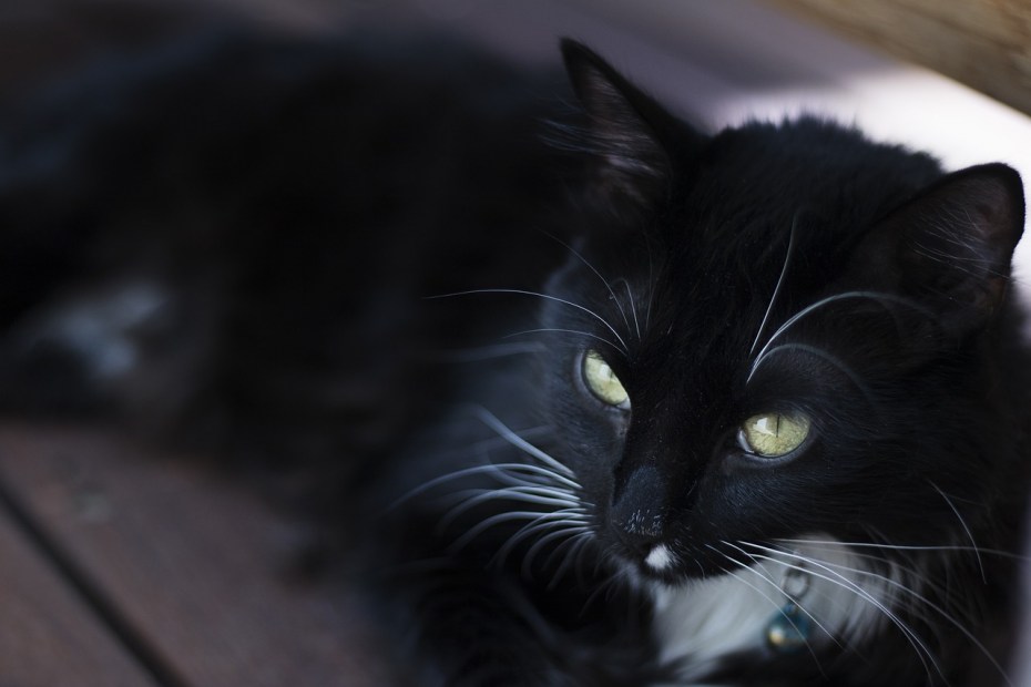 Бородатые коты
