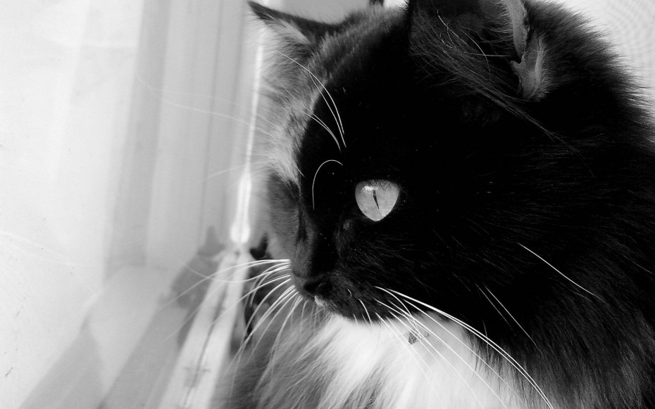 Черно белая кошка