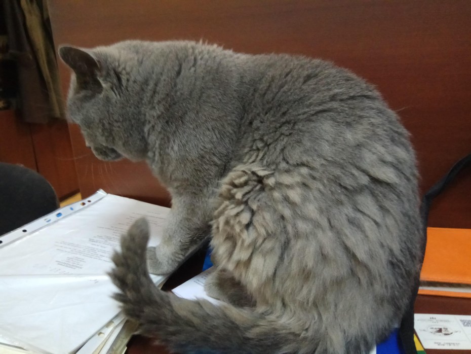 Шерсть кошки