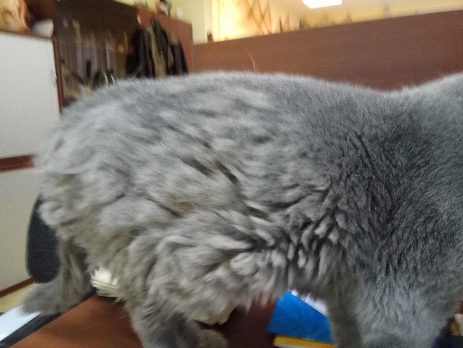 Подшерсток у шотландских кошек