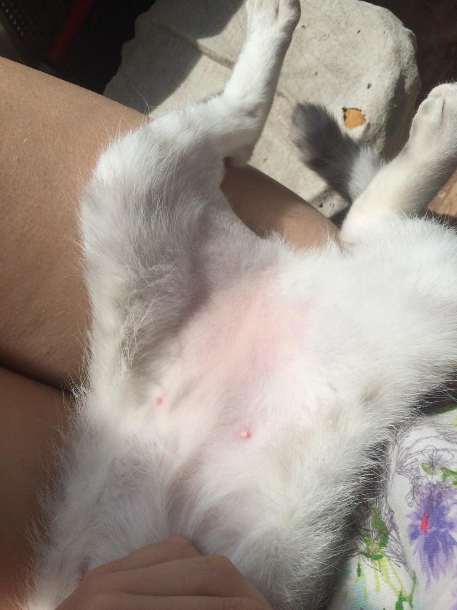 Лишайные проплешины у кошек