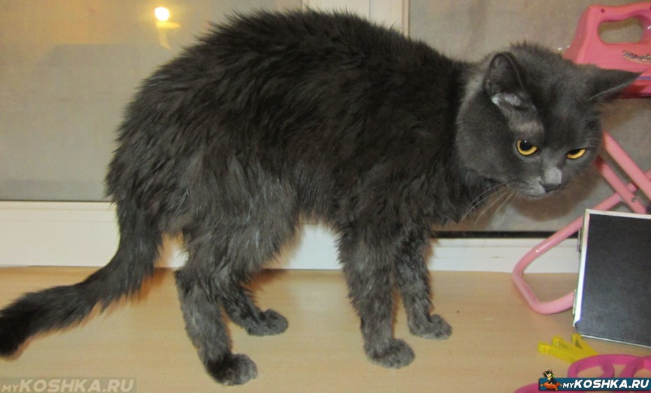 Линька у кошек