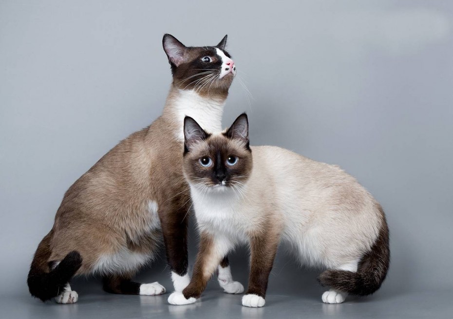 Сиамский кот Сноу Шу