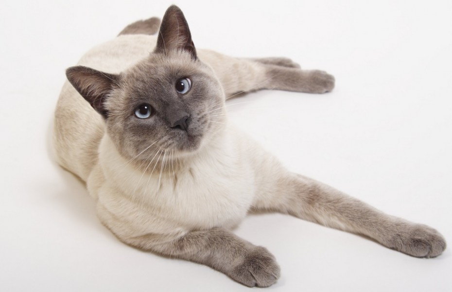 Сиамская кошка