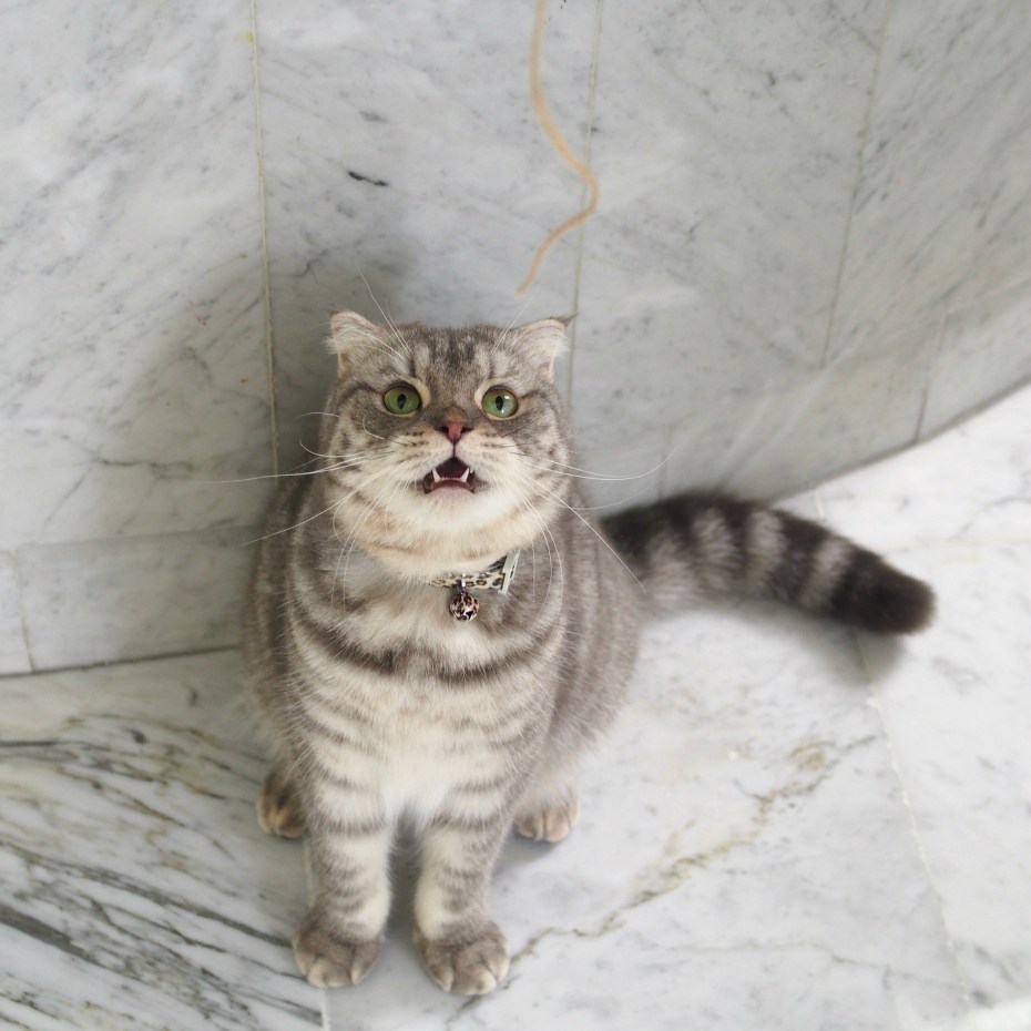 Заставки на рабочий стол котики вислоухие