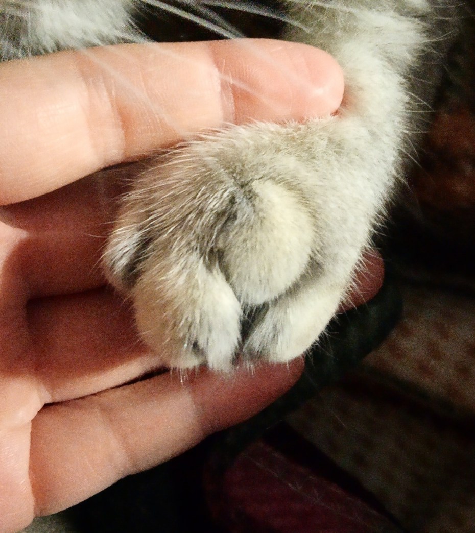 Шотландская вислоухая кошка голубая