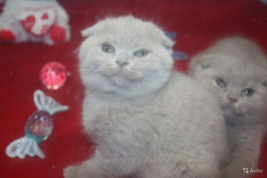Голодная Шотландская кошка