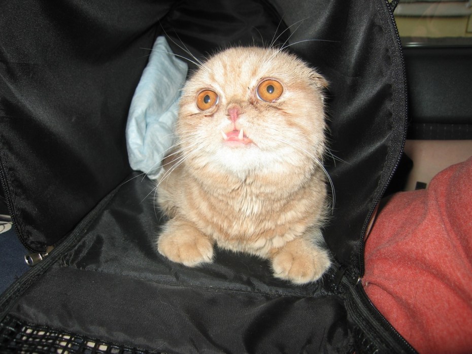 Бешеный вислоухий кот