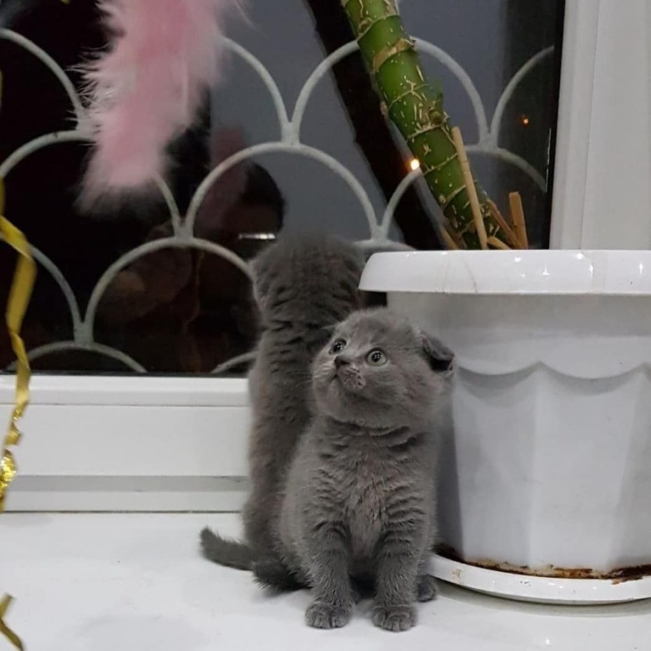 Образование в пасти у кота