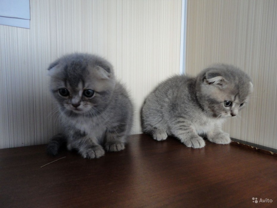 Скоттиш фолд ny22