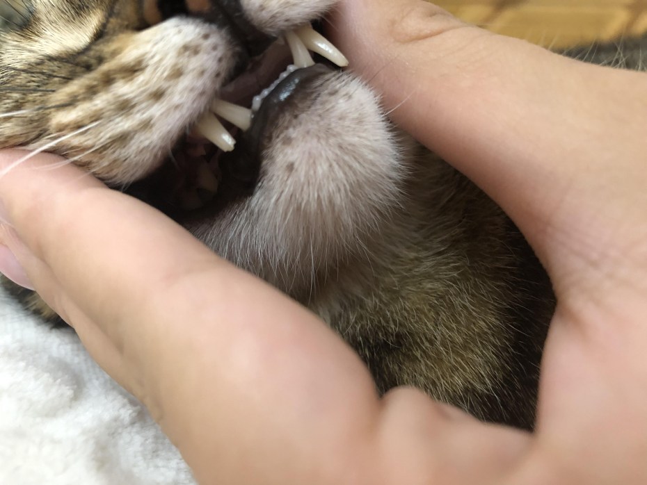 Шотландский вислоухий кот