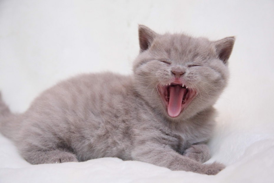 Лиловая кошка с котятами