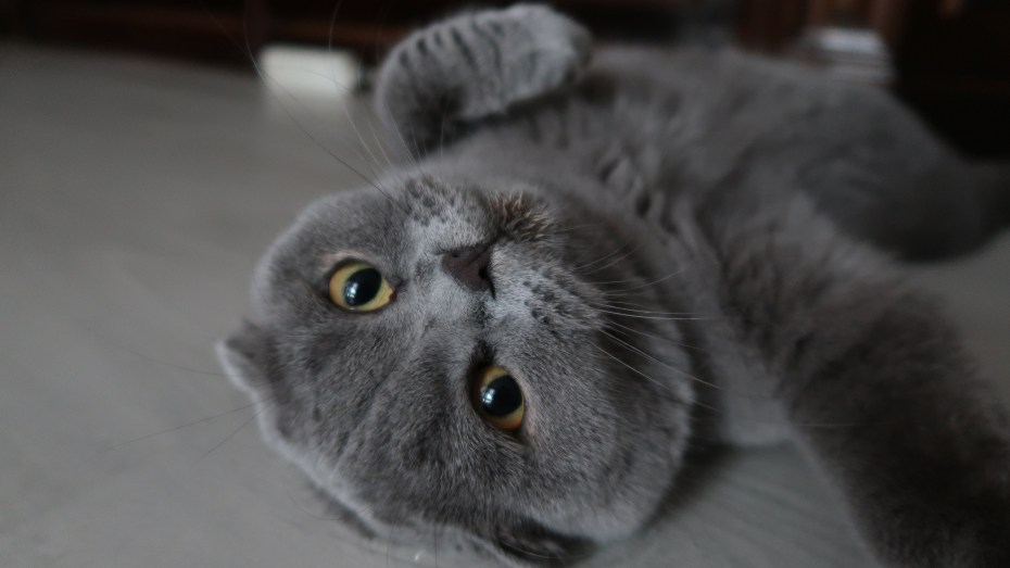Вислоухие котята мимими