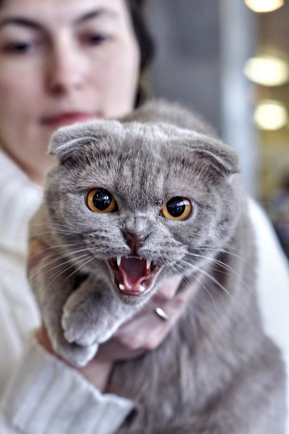 Шотландская вислоухая кошка злая