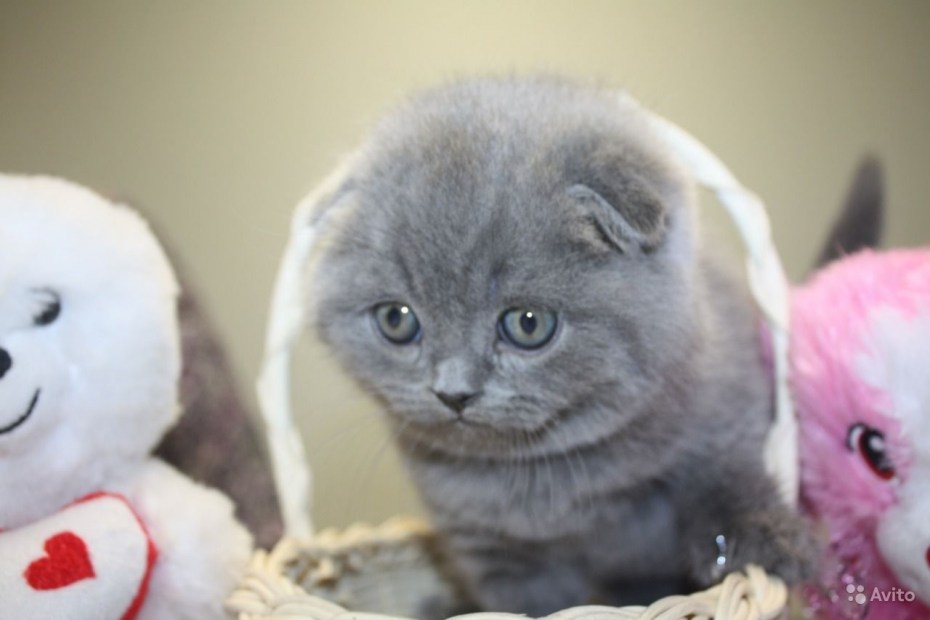 Кошка подлец