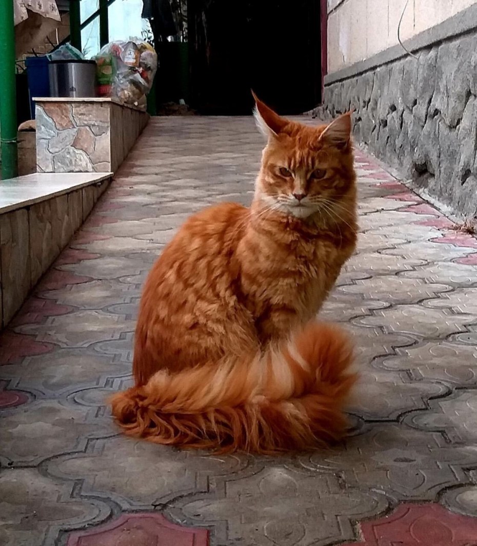 Метис кот Мейн кун