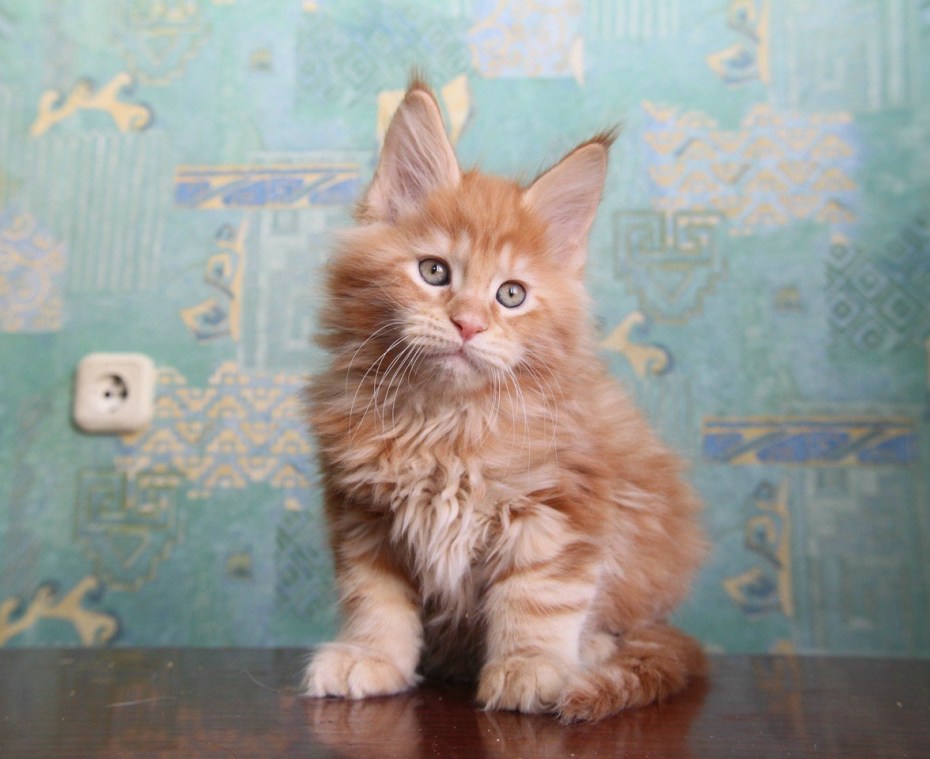 Котята Мейн кун метисы