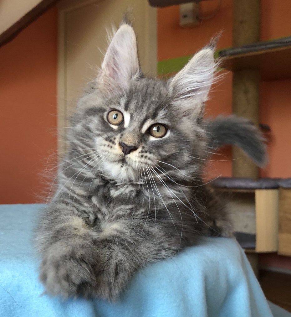 Котята Мейн кун помесь
