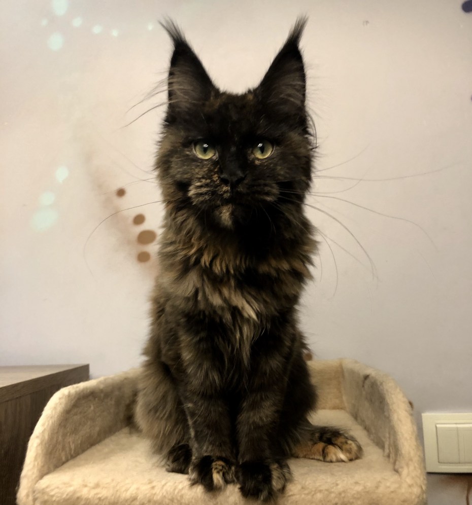 Котенок Мейн куна 4 недели