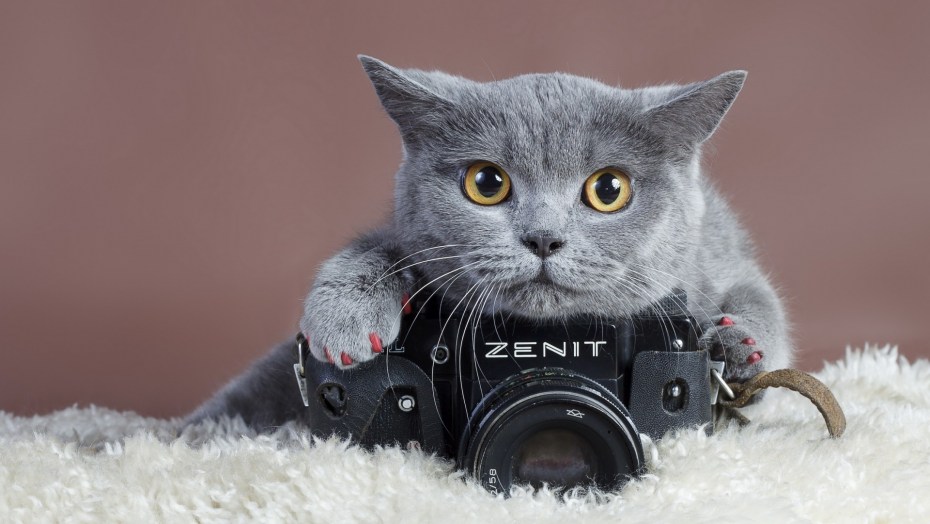 Животные с фотоаппаратом