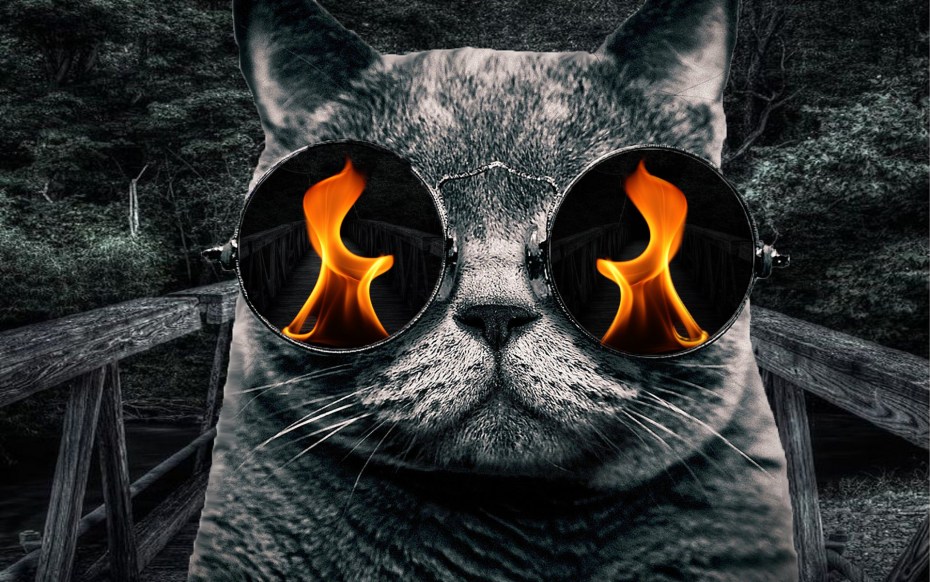 Заставка кот в очках