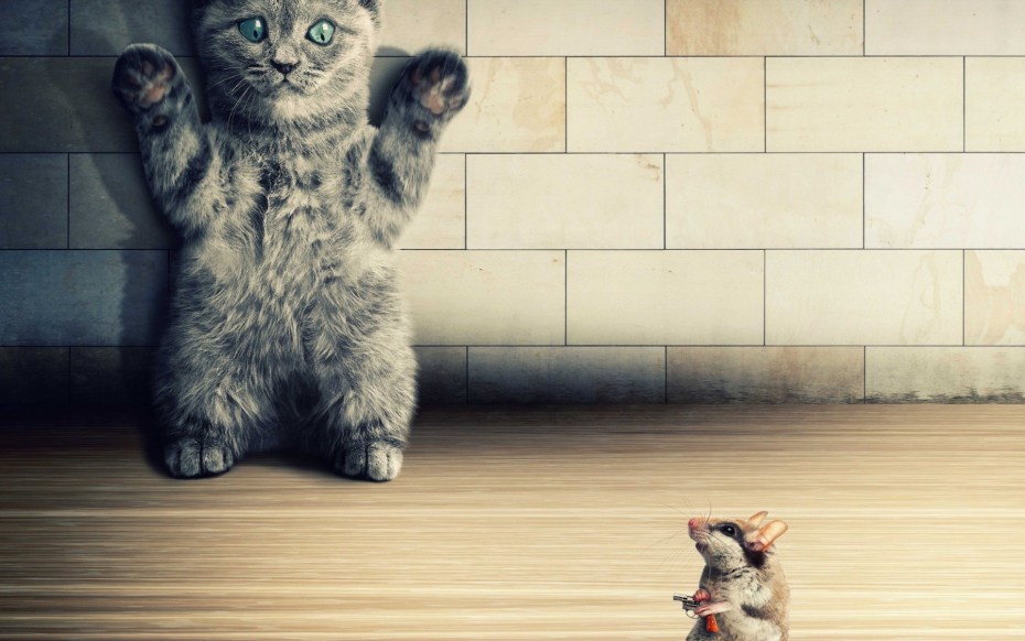 Смешной кот