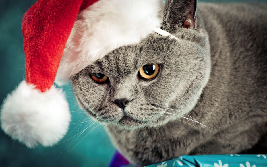Новогодний котик