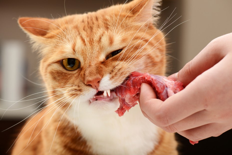 Кошка кушает