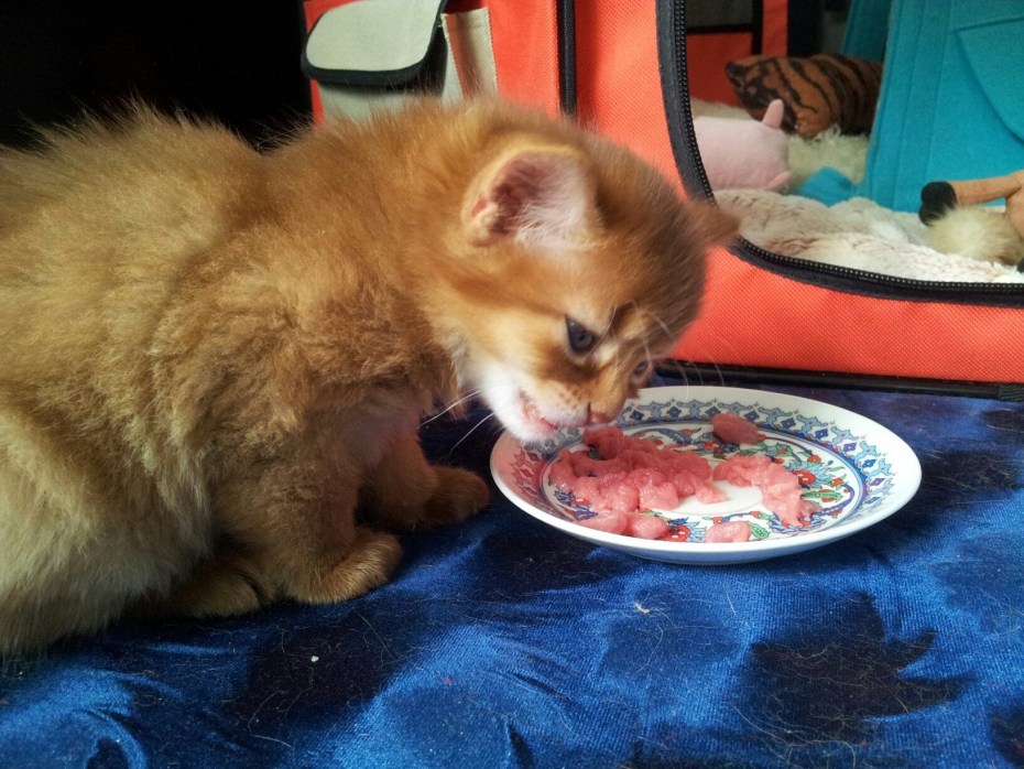 Котик ест на природе