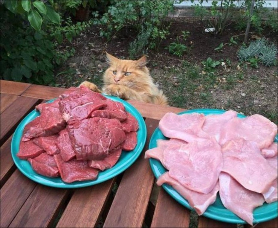Еда для котов