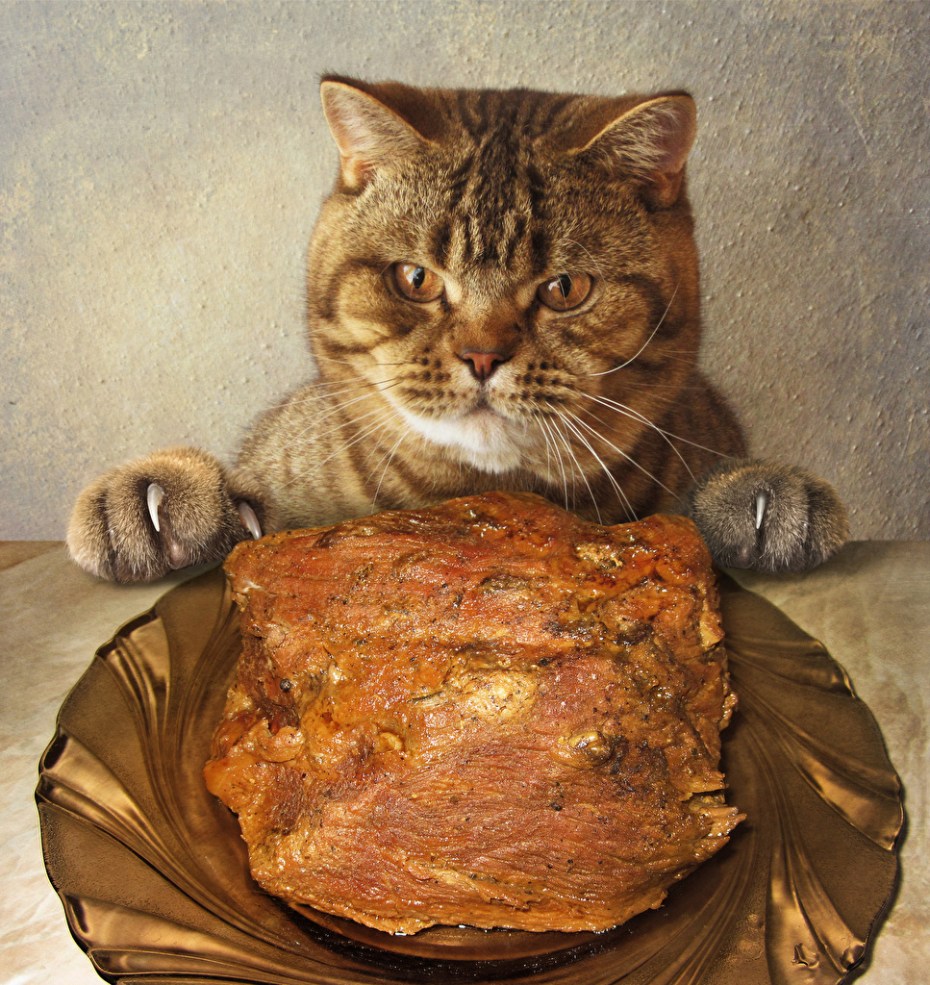 Кот и консервы