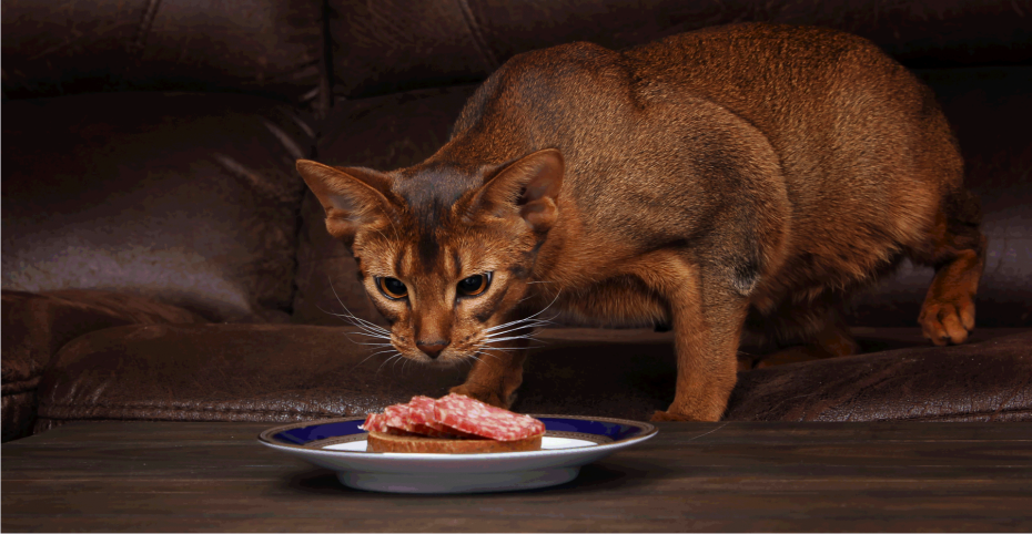 Кошачий корм Cat food