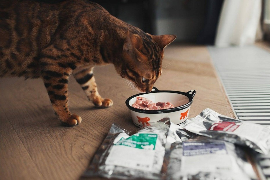 Котик с котлетками