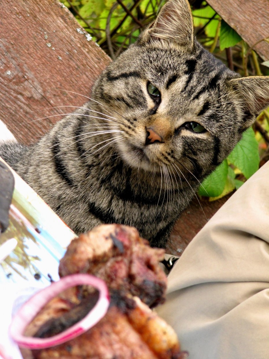 Кот ест из миски
