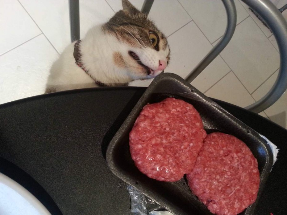 Котик кушает