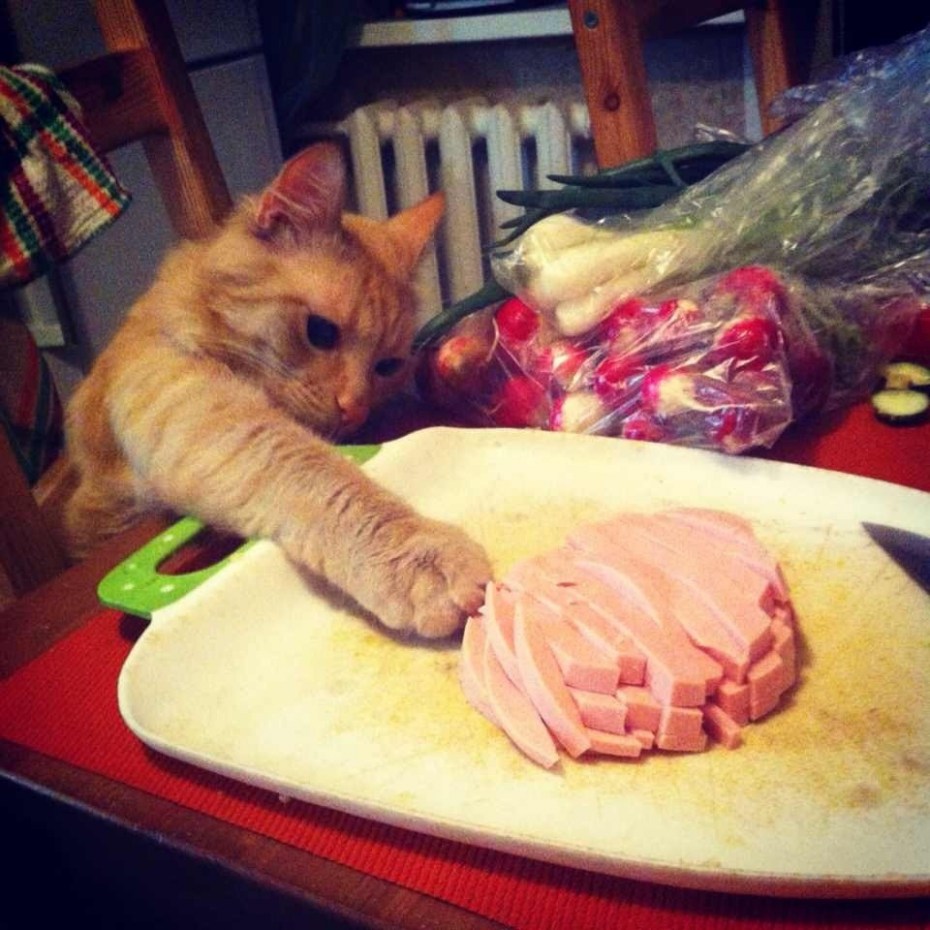 Кошачий шашлык