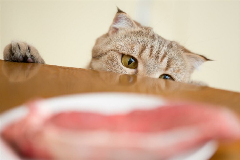 Кошка ест